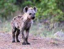 las hienas son felinos