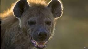 las hienas son felinos