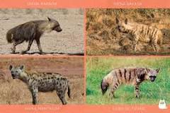 ¿Por que compiten los leones y hienas?