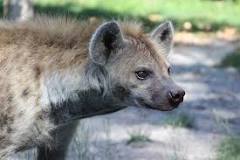 ¿Qué tan peligrosas son las hienas?