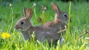 ¿Que corre más rápido una liebre o un conejo?