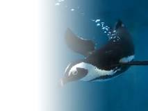 ¿Qué cambios tiene el pingüino para nadar muy bien?