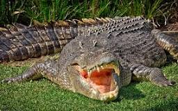 ¿Cuántos dientes tiene un cocodrilo?