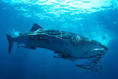 ballena azul tiburon ballena