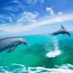Nadando a Velocidad: Los Delfines