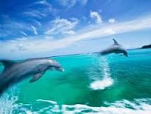 Nadando a Velocidad: Los Delfines - 33 - febrero 10, 2023
