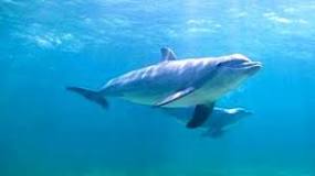 cuanto corre un delfin