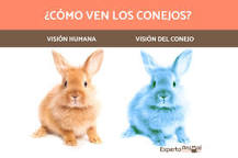 ¿Qué Color Ven los Conejos? - 3 - febrero 11, 2023