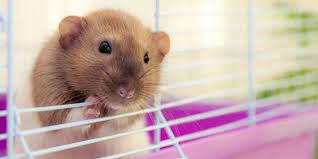 Manteniendo a los hamsters bien alimentados - 51 - febrero 11, 2023