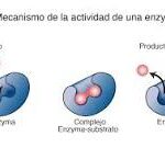 Funciones Estructurales y Catalíticas de las Proteínas