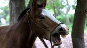 ¿Por qué los caballos no pueden respirar por la boca?