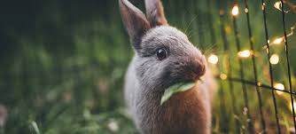 ¿Cómo evitar que mi conejo se arranque el pelo?