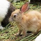 ¿Qué es la sarna en los conejos?