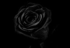 ¿Qué significado tiene una calavera con una rosa?