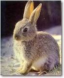 ¿Cuántas patas tiene un conejo?