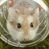 como saber si un hamster ruso es macho o hembra