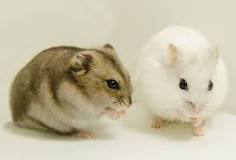 diferenciar hamster macho y hembra