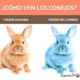 ¿Cómo ven los conejos con ojos rojos?