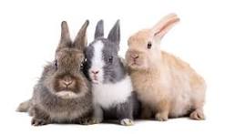 ¿Cómo ven los conejos a los humanos?