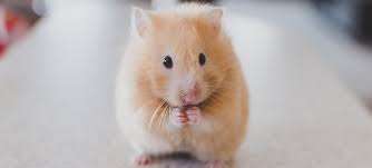 mascotas hamster precio