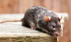 ¿Cómo saber si las heces son de rata o de ratón?