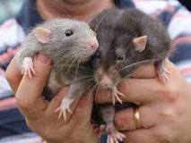 ¿Qué es mejor hámster o ratón?