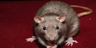 ¿Qué es la diferencia entre una rata y un ratón?
