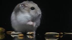 Semillas para Hamsters: Nutrición Duradera - 49 - febrero 11, 2023