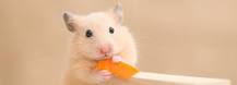 los hamster pueden comer pan