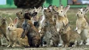 cuantas crias puede tener un conejo