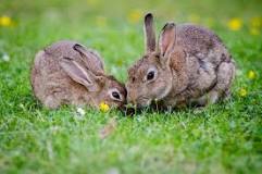 cuantas crias puede tener un conejo