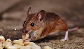 ¿Cuánto tiempo vive una rata de alcantarilla?