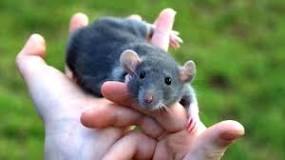 ¿Cuánto tiempo viven las ratas de laboratorio?