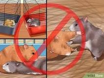 por que los hamster se comen entre ellos