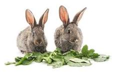 los conejos pueden comer perejil