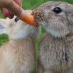 Conejos y Tortillas: Una Deliciosa Combinación