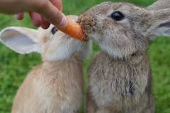Conejos y Tortillas: Una Deliciosa Combinación - 3 - febrero 11, 2023