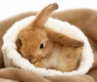 ¡Precios de conejos en Maskota! - 13 - febrero 11, 2023