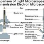 Comparando Microscopios: Simple vs. Compuesto