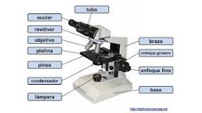 cual es la importancia del microscopio para la ciencia