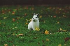 los conejos pueden comer mandarina
