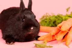 ¿Qué pasa si un conejo come naranja?