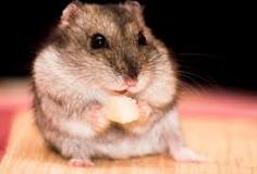 los hamster pueden comer sandia