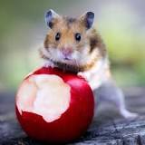 los hamster pueden comer manzana