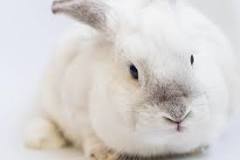 ¿Cuáles son los síntomas de un conejo enfermo?