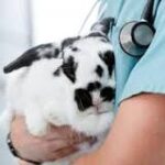 ¿Por qué mi conejo respira tan rápido?
