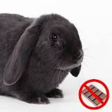 ¿Deberían los conejos comer chocolate? - 3 - febrero 11, 2023