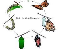 ¿Cómo se clasifican las mariposas según su alimentación?