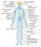 ¿Qué importancia tiene el sistema nervioso y cómo se relaciona con el cuerpo humano?