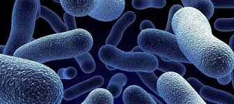 Nutrición Primitiva: los primeros organismos unicelulares - 3 - febrero 23, 2023